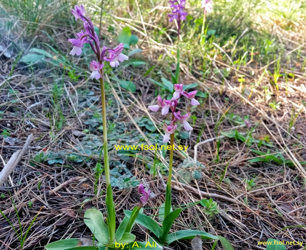 Anacamptis morio (L.) R.M.Bateman, Pridgeon & M.W.Chase